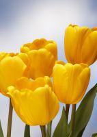 Tulip Darwin Hybrid - Golden Oxford
